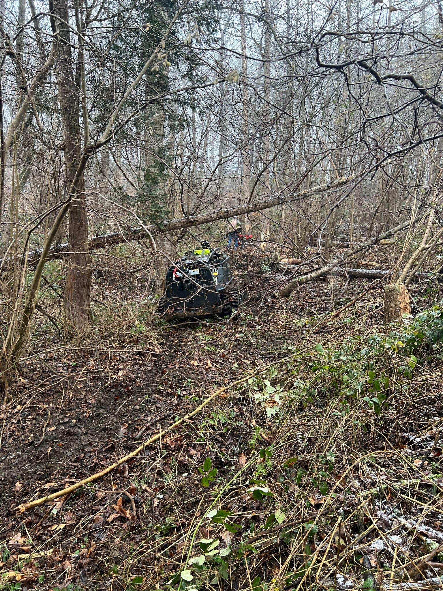 Baumpflege und -fällung