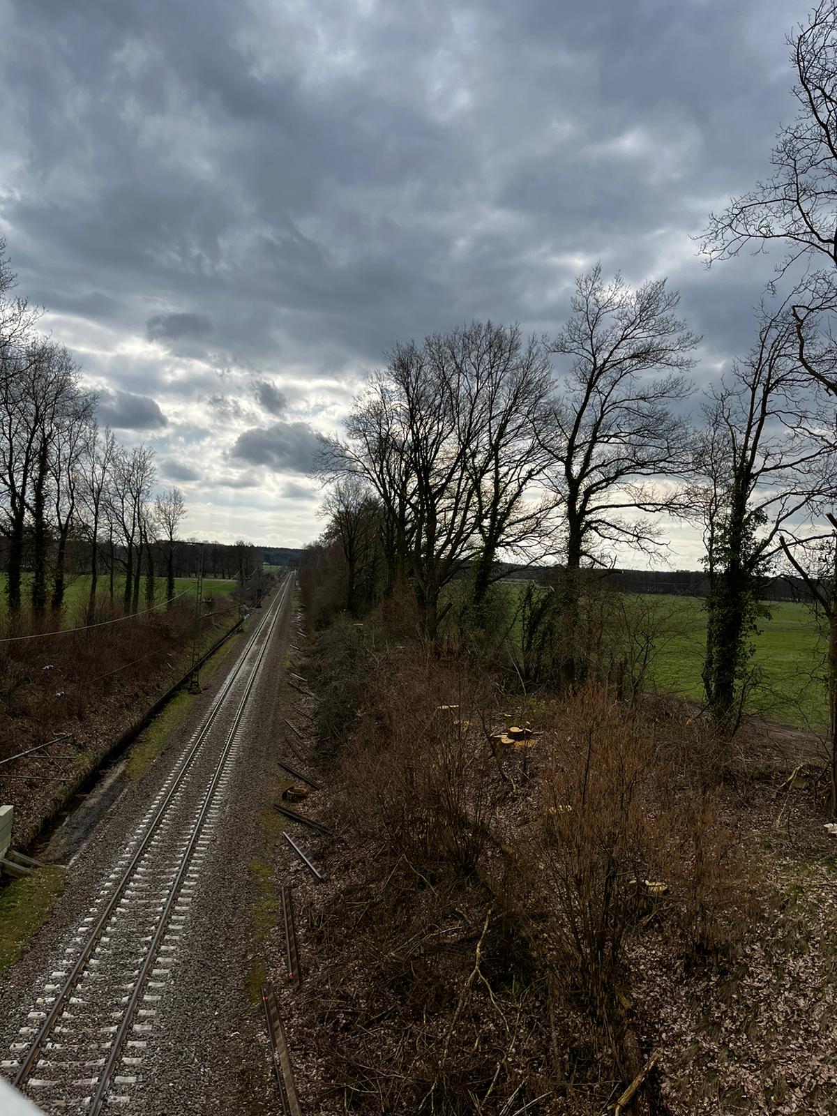 Baumpflege und -fällung